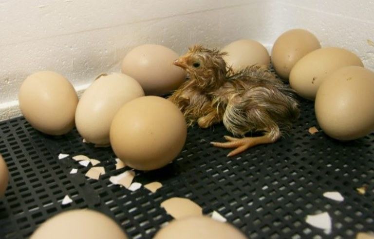what to feed baby chicks after hatching