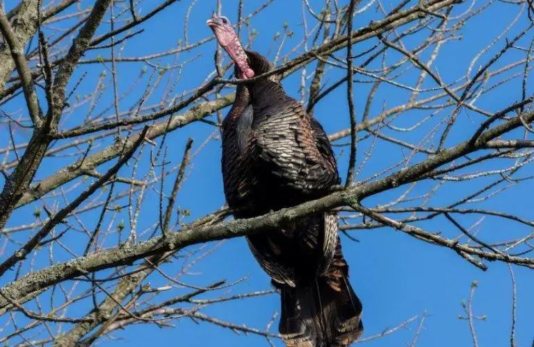 where do turkeys sleep