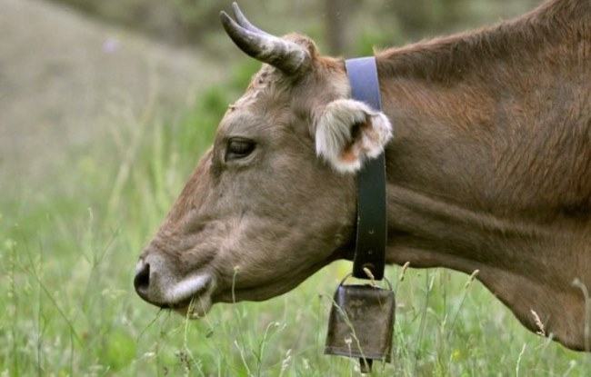 why do cows have bells