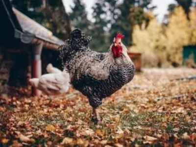 Close up of a brown speckled chicken
