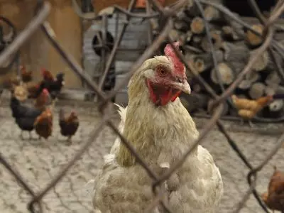 Chicken through a wire fence