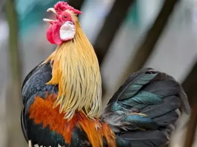 Multicolored chicken up close