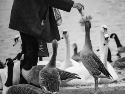 person feeding geese