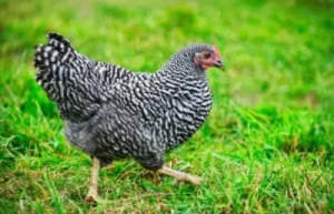 Barred Plymouth Rock