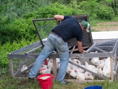 chickens in a coop with owner