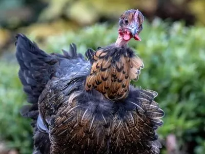 can chickens eat carrots