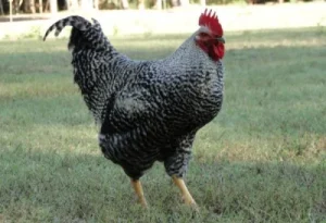 Black Sex Link chicken