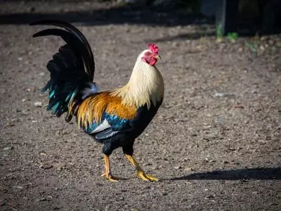 Can chickens eat celery