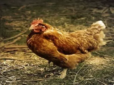 Can chickens eat oranges?