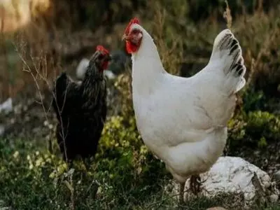 can chickens eat pineapple