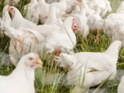 Group of white chickens in grass