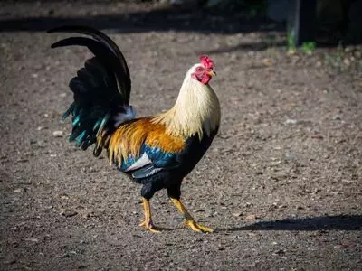 Can chickens swim like ducks?