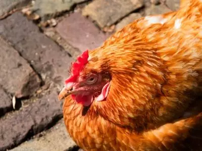 How do chickens sleep