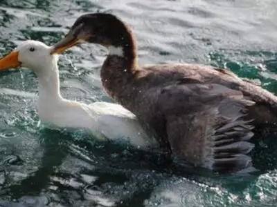 two ducks in the water together