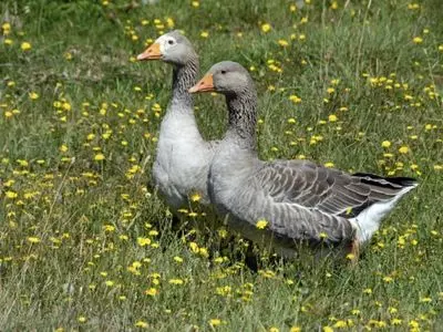 Two geese in the grass