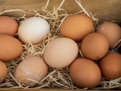 chicken eggs 