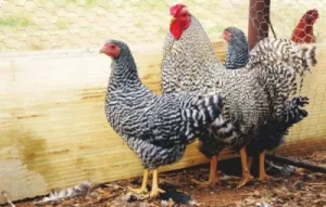 Dominique chickens