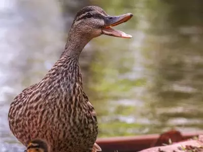 duck with mouth open