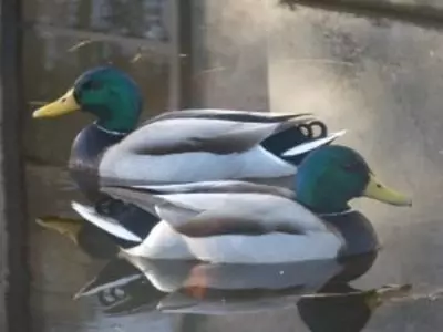 ducks swimming