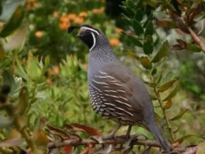 Gambels Quail in a field