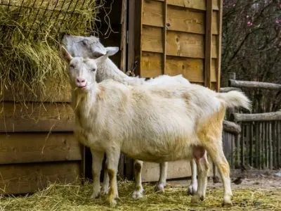 goats for milking
