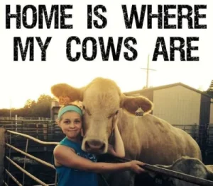 Home is where my cows are
