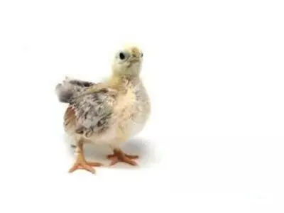 Close up baby chick
