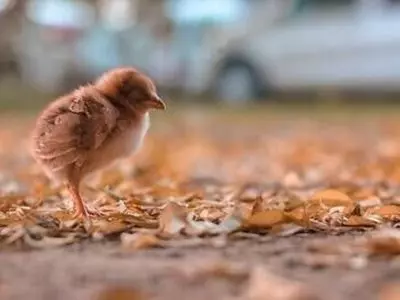 How do chickens sleep?