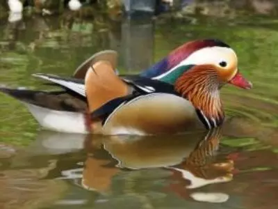 Colorful duck sitting in the water 