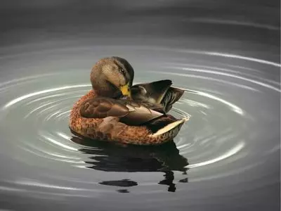 duck in water