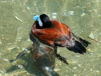 How long can ducks stay underwater?