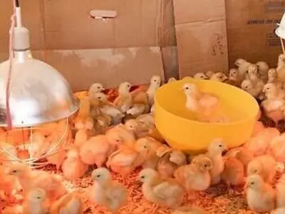 How Many Chickens Should I Get