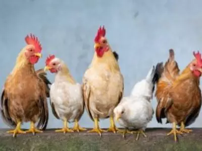 five chickens standing next to each other