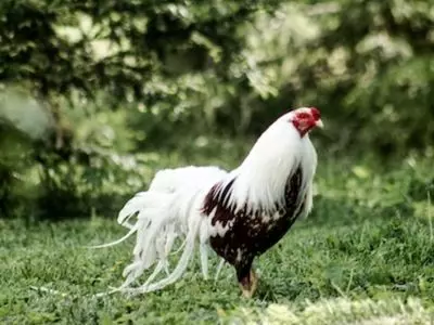 white and black chicken