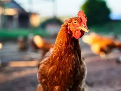 chicken with blurred background