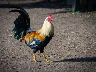 Chicken walking on the ground
