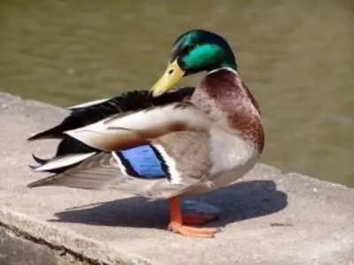 duck perched by water