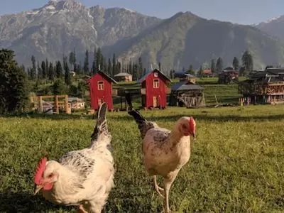 chickens on a farm