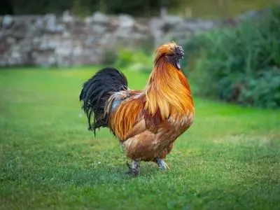 can chickens eat cucumbers