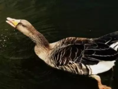 A duck sitting against a black backdrop