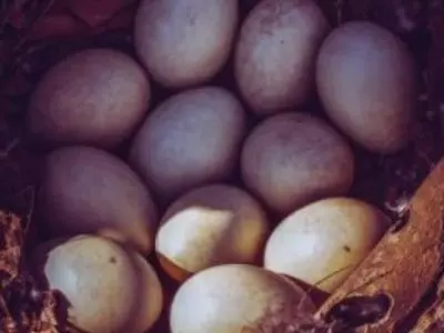 Group of turkey eggs