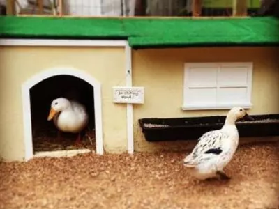 two white ducks in a pen