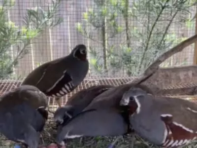 Mountain Quails in a Pen