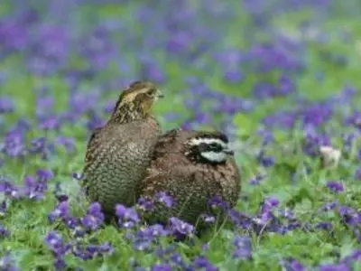 Northern Bobwhites Quails