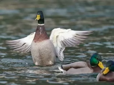 A few ducks in the water