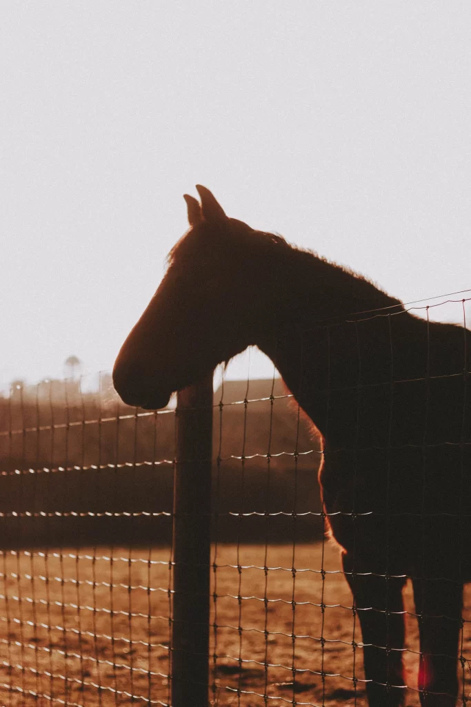 U Post Vs T Post: What IS The Big Difference Anyways?