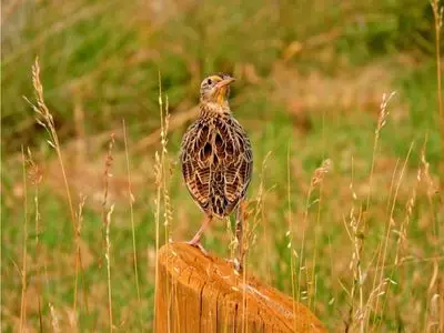 Quail perched on a fence post