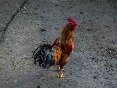 Chickens can eat celery in moderation.