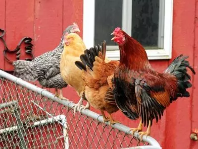 chickens on a fence