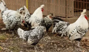 Silver Spangled Appenzeller